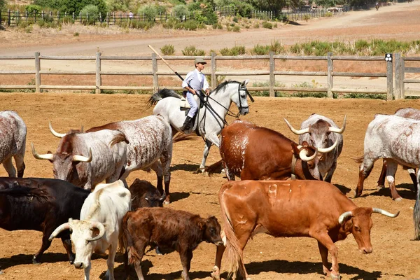 Medina Sidonia Espanha Agosto 2019 Acampo Abierto — Fotografia de Stock