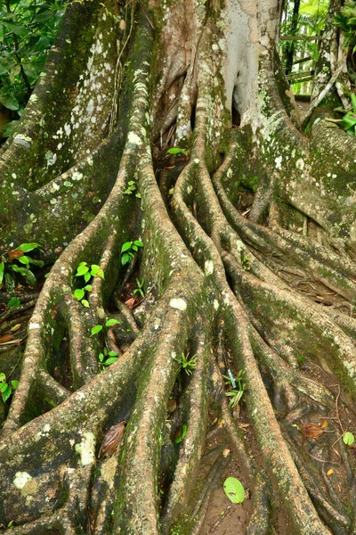 Frankreich Martinique Der Malerische Garten Von Balata — Stockfoto