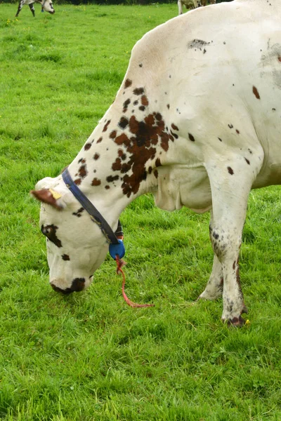 Frankrike Kor Den Pittoreska Byn Mesnil Durand — Stockfoto