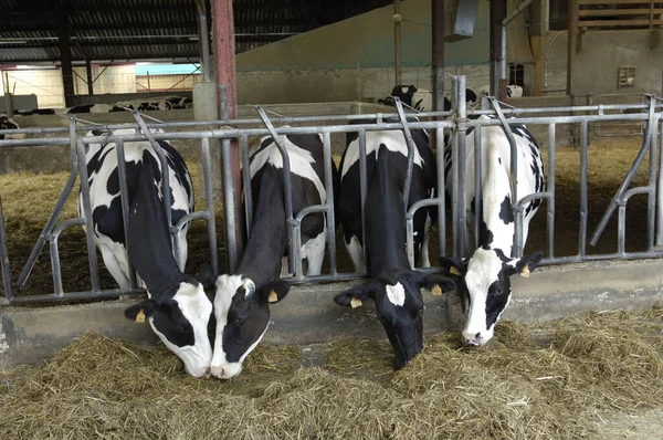Vacas Abrigo Ile France — Fotografia de Stock