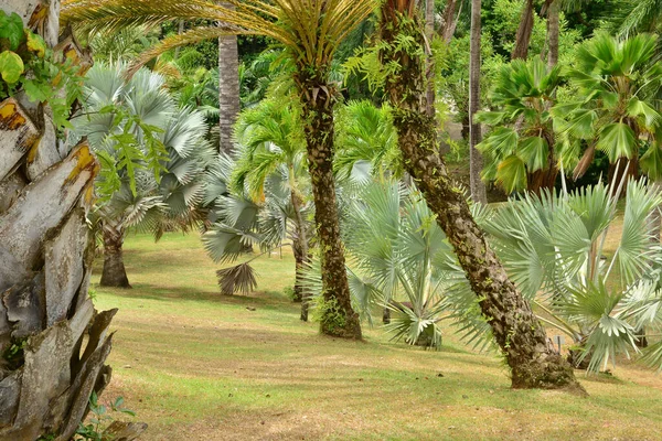 Martinica Parco Della Pittoresca Habitation Clement Francois Nelle Indie Occidentali — Foto Stock