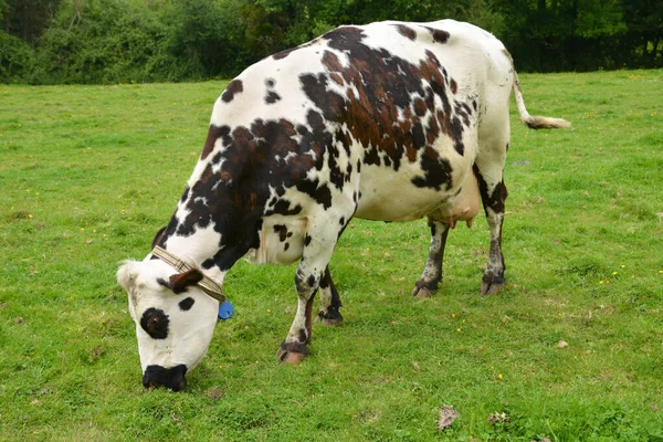 Francie Krávy Malebné Vesnici Mesnil Durand — Stock fotografie