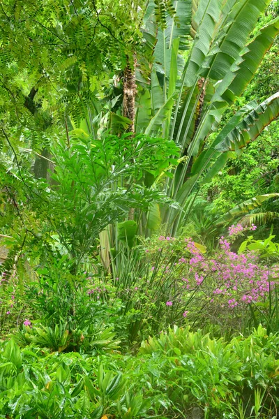 Pittoresque Zoo Martiniquais Carbet Aux Antilles — Photo