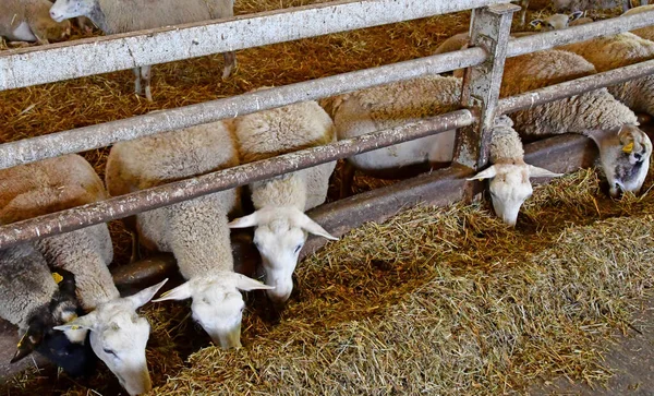 フランスのThiverval Grignon 2016年8月13日 Agroparistech農場の羊と子羊 — ストック写真