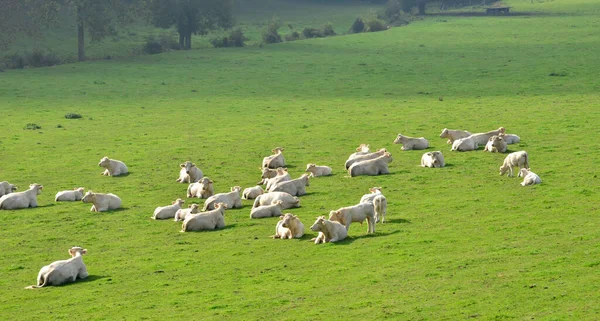 フランス ノルマンディーのリス村の絵のような風景の中の牛 — ストック写真