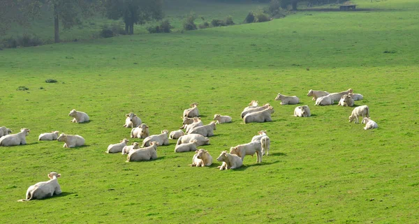 France Vaches Dans Paysage Pittoresque Village Lisors Normandie — Photo