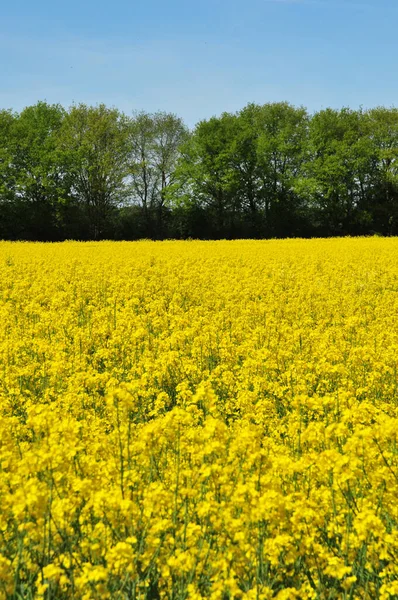 Gazeran France June 2016 Countryside Spring — Stock Photo, Image