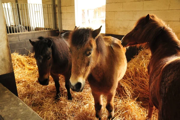 Verneuil Sur Seine Frankreich April 2016 Pony Reitzentrum — Stockfoto