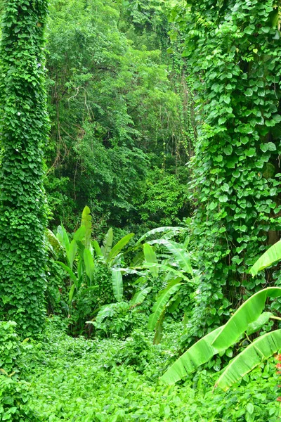 마을에 그림같은 열대림 마르티니크 — 스톡 사진