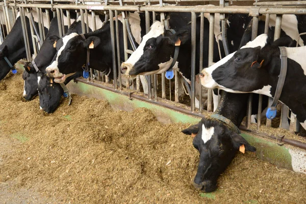 Ile France Vacas Fazenda Grignon Aldeia Thiverval Grignon — Fotografia de Stock