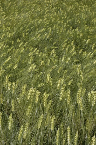 Закрытие Пшеничных Полей Франции — стоковое фото