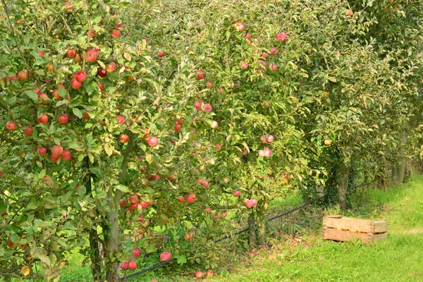 フランス クレア シュル エプテの村の果樹園 — ストック写真