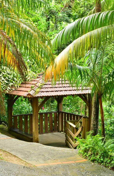 Francia Martinica Pintoresco Jardín Balata — Foto de Stock