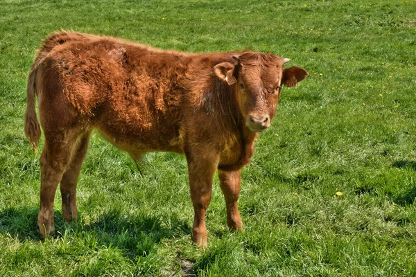 Ile France Cows Inthe Picturesque Village Buhy — Zdjęcie stockowe