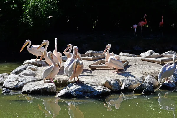 Saint Aignan França Julho 2020 Grande Pelicano Branco Parque Zoológico — Fotografia de Stock