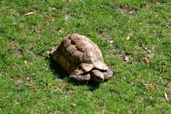 Saint Aignan Frankrike Juli 2020 Sköldpadda Den Zoologiska Parken Beauval — Stockfoto