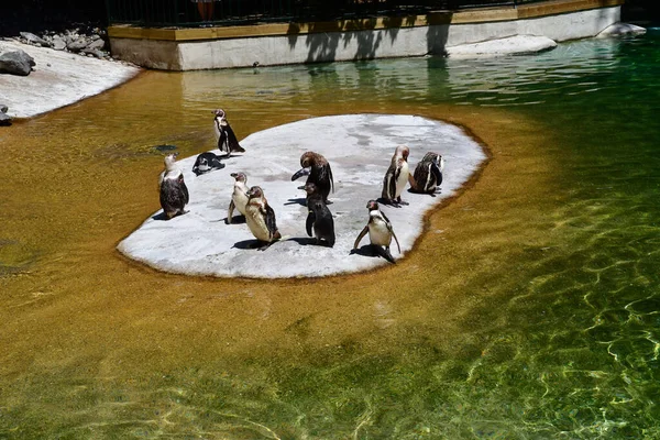 Saint Aignan Francia Julio 2020 Humboldt Pinguin Parque Zoológico Beauval — Foto de Stock