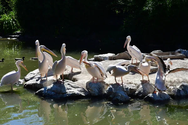 Svatý Aignan Francie Červenec 2020 Velký Bílý Pelikán Zoologickém Parku — Stock fotografie