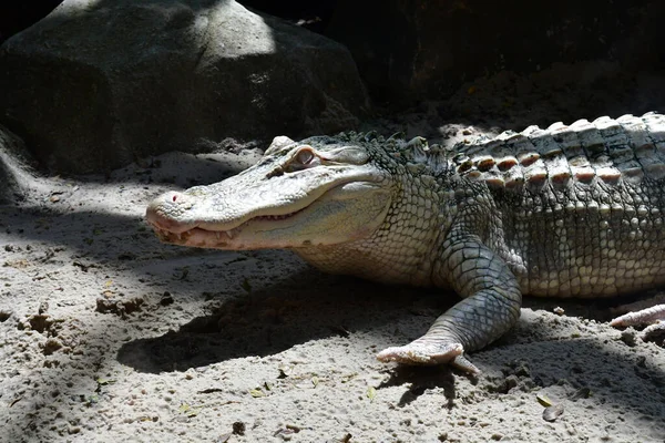 Albino Siamese Crocodile Or Thai Crocodile, Thailand. Stock Photo