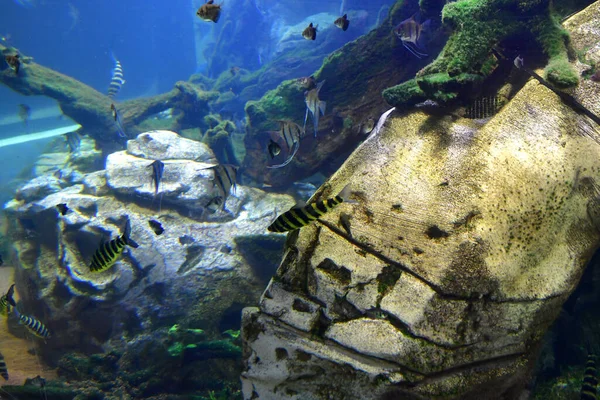 Saint Aignan França Julho 2020 Peixe Parque Zoológico Beauval — Fotografia de Stock