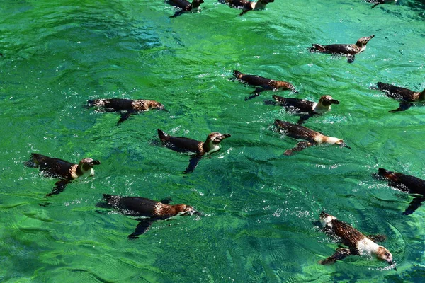 Saint Aignan Frankrijk Juli 2020 Humboldt Pinguin Het Zoölogische Park — Stockfoto
