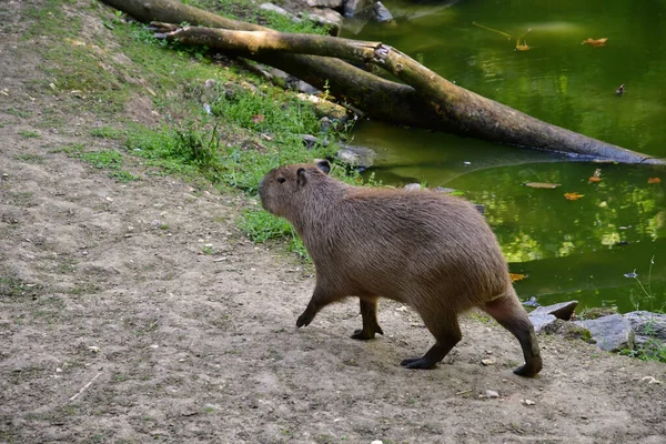 Saint Aignan Francia Julio 2020 Una Mara Patagónica Parque Zoológico —  Fotos de Stock