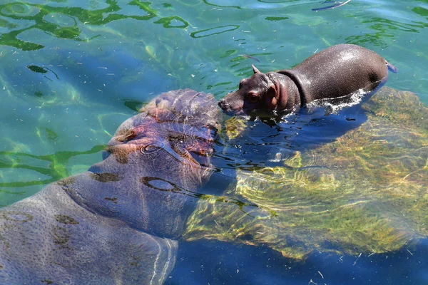 Saint Aignan Francia Julio 2020 Hipopótamo Parque Zoológico Beauval — Foto de Stock