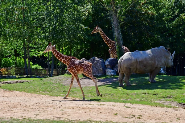 Saint Aignan France July 2020 Reticulated Giraffe Rhinoceros Zoological Park — Stock Photo, Image