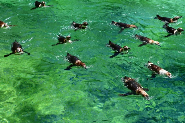 Saint Aignan Francia Julio 2020 Humboldt Pinguin Parque Zoológico Beauval — Foto de Stock