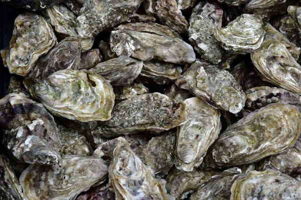 Cancale France Septembre 2020 Huîtres Dans Une Poissonnerie — Photo