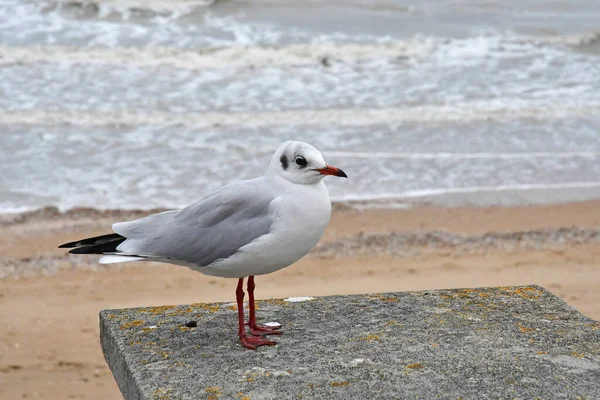 Cabourg France Octobre 2020 Une Mouette Près Plage — Photo