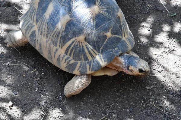 Saint Aignan Francia Julio 2020 Tortuga Parque Zoológico Beauval — Foto de Stock