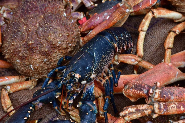 Cancale Francia Septiembre 2020 Crustáceos Pescadería — Foto de Stock
