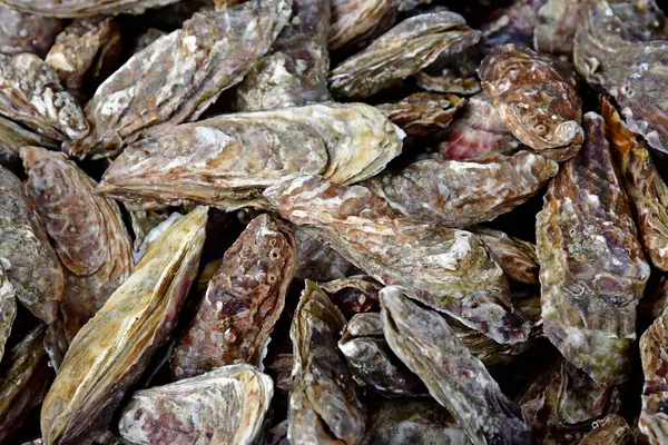 Cancale France Septembre 2020 Huîtres Dans Une Poissonnerie — Photo