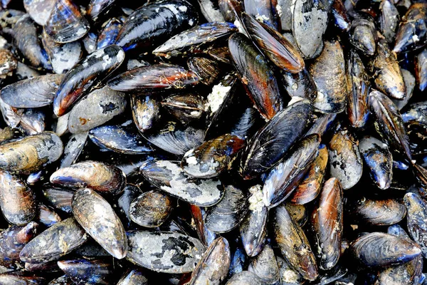 Cancale Frankrijk September 2020 Blauwe Mossel Een Viswinkel — Stockfoto