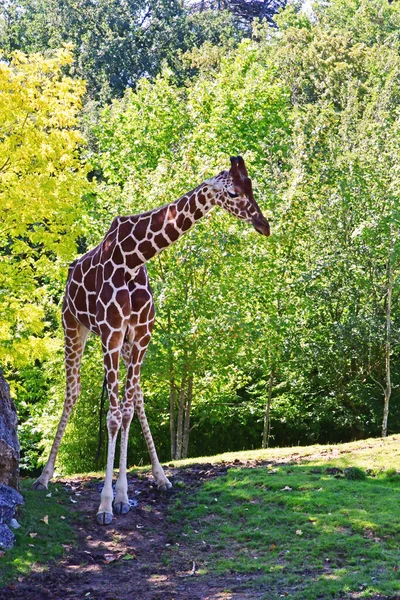 Saint Aignan Fransa Temmuz 2020 Beauval Hayvanat Bahçesi Ndeki Zürafa — Stok fotoğraf