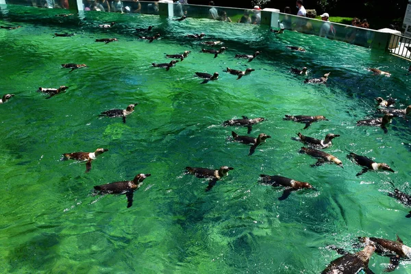 Saint Aignan França Julho 2020 Pinguim Humboldt Parque Zoológico Beauval — Fotografia de Stock
