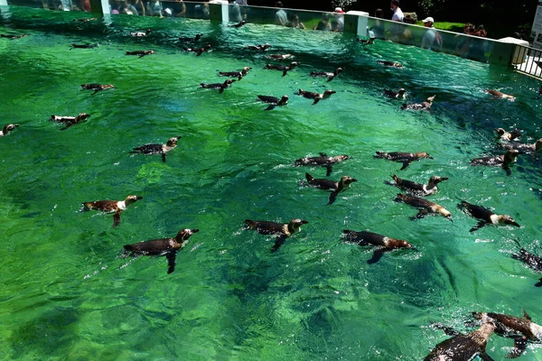 Saint Aignan France July 2020 Humboldt Pinguin Zoological Park Beauval — Stock Photo, Image