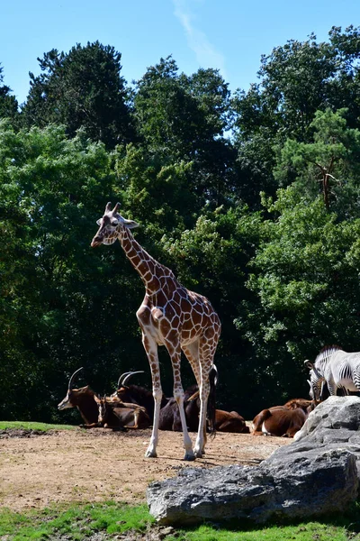Saint Aignan France July 2020 Reticulated Giraffe Zoological Park Beauval — Stock Photo, Image