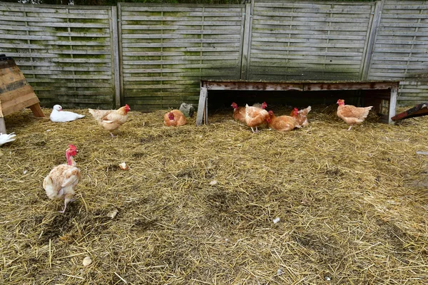 Sagy France April 2021 Poultry Farm — Stock Photo, Image