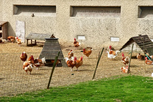 フランス サギー 2021年4月4日養鶏場 — ストック写真