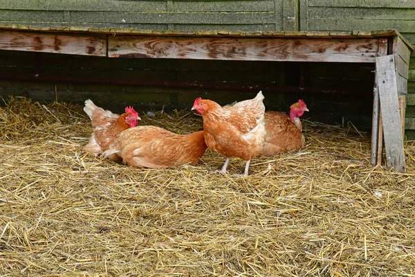 Sagy Francie Duben 2021 Drůbež Farmě — Stock fotografie