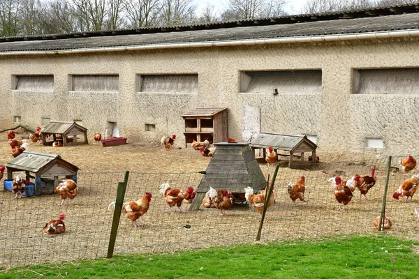 Sagy Francie Duben 2021 Drůbež Farmě — Stock fotografie