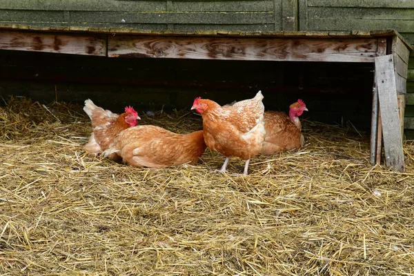 Sagy France April 2021 Poultry Farm — Stock Photo, Image