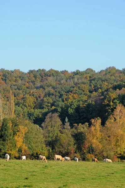 Saint Lambert Des Bois Frankreich Juni 2018 Die Malerische Landschaft — Stockfoto