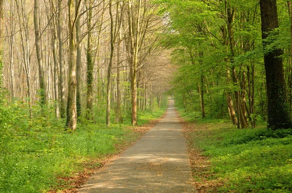 Saint Germain Laye Francia Abril 2017 Pequeña Carretera Bosque Nacional —  Fotos de Stock