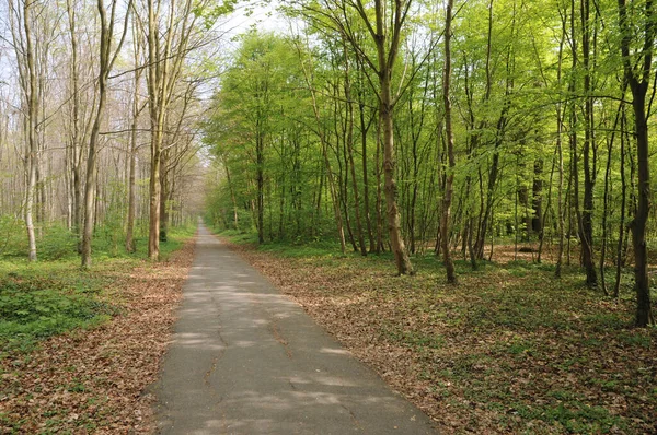 Saint Germain Laye França Abril 2017 Pequena Estrada Floresta Nacional — Fotografia de Stock