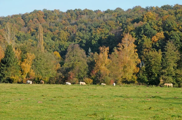 Saint Lambert Des Bois Francia Junio 2018 Pintoresco Campo —  Fotos de Stock