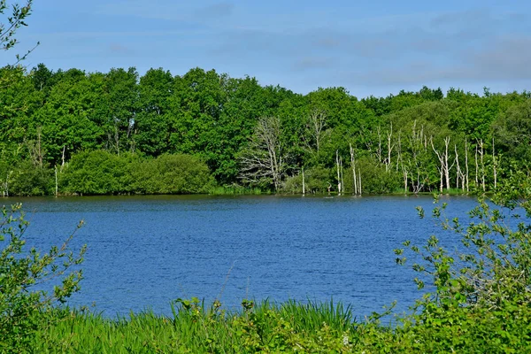 Sarzeau Frankreich Juni 2021 Teich Der Nähe Des Schlosses Suscinio — Stockfoto