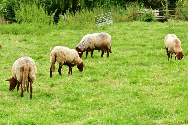 Jouy Moutier France August 2021 Ecancourt Farm — 图库照片